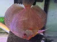 6” BLUE DRAGON SNAKE SKIN DISCUS