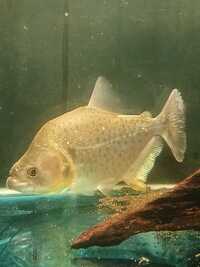 Piranha