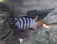 Malawi cichlid pairs for sale