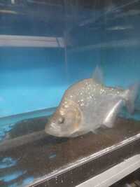 Piranha