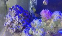 Fluval Flex 123l Full marine setup with stand
