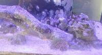 Fluval Flex 123l Full marine setup with stand