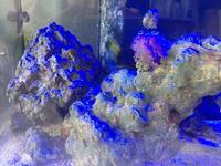 Fluval Flex 123l Full marine setup with stand