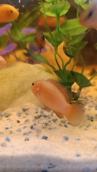 Red jewel cichlids