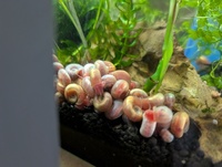 Planorbis Ramshorn Pink snails for sale