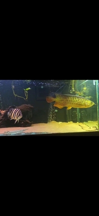 Asian Arowana