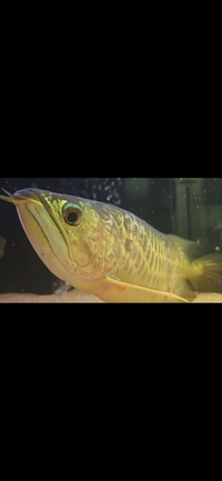 Asian Arowana