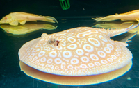 Female Golden Base Albino Hybrid 10”