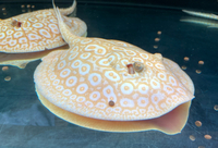 Female Golden Base Albino Hybrid 10”