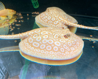 Female Golden Base Albino Hybrid 10”