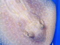Golden Base Albino Hybrid Stingray Pup