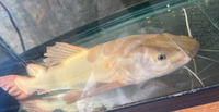 Platinum Redtail cat fish