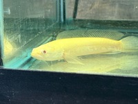 Albino striata snake head