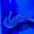 Seahorses