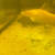 Asian Red Tail Catfish 8-9 “