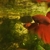 Red Male Siamese Fighting Fish High Grade