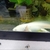 Axolotls for sale