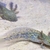 Axolotl