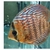 Original stendker discus for sale rehoming