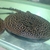 PEARL STINGRAY MALE APPROX 10 inches +
