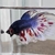 Double tail and veil tail koi bettas available