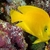 Marine Fish bright yellow Heraldi Angelfish