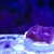 Terminator Chalice LPS Not Sps , Soft coral Marine Frags