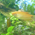 2 x gold gourami for sale