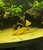 7 Inch Golden Catfish Synodontis Nigrita for sale