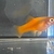 Orange Fire Swordtail fry x6 2cm