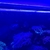 Marine fish tank and fish