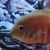 4 x Severum SA Cichlids for Sale - Roughly 10-15cm in Bromley