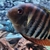 4 x Severum SA Cichlids for Sale - Roughly 10-15cm in Bromley