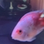 Some really nice fishes and stingray for sale. Kkp s, Dats, grouper and monster 