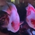 Some really nice fishes and stingray for sale. Kkp s, Dats, grouper and monster 