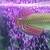 Jardini Arowana