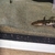 Tiger shovel nose catfish for sale £40