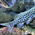 Synodontis njassae catfish wild lake Malawi