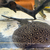 Pearl hybrid ray and fish for sale