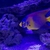 Queen Angelfish