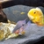 Re - home Severum and firemouth