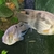 Bonded pair of keyhole cichlids
