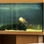 Discus Fish for sale