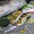 Snow White Longfin and Short fin Bristlenose