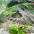 Rare Catfish - Scleromystax Macropterus