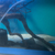 12inch pleco 4inch pleco 4 inch Fahaka puffer for sale