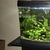 Tropical fish for sale Corys guppys tetras etc reduced