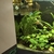 Tropical fish for sale Corys guppys tetras etc reduced