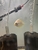 5 discus for sale - north London