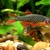 10x Galaxy Rasbora, Celestial Pearl Danio £20